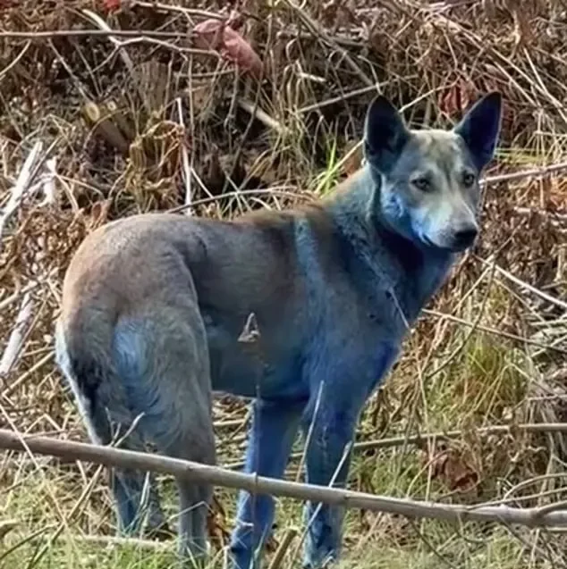 Синяя собака