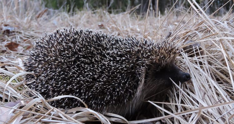 Млекопитающие Беловежской пущи