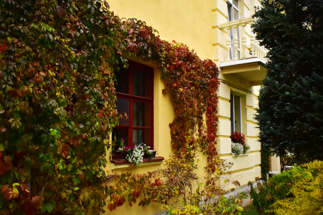 осень окно дом