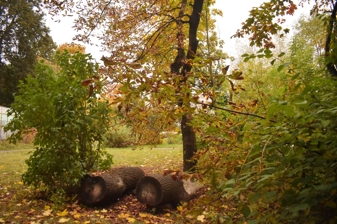 Осмоловка осень бревна