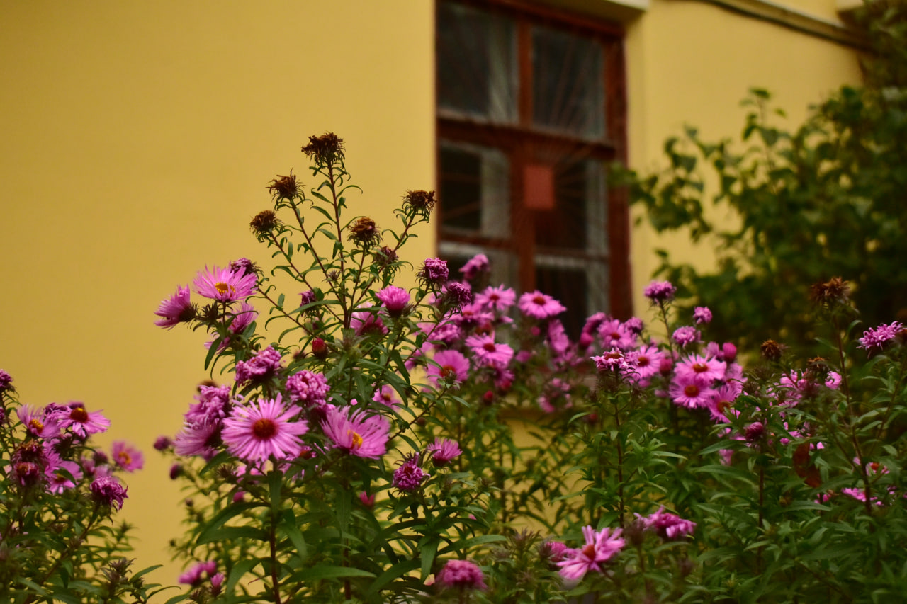 осенние цветы