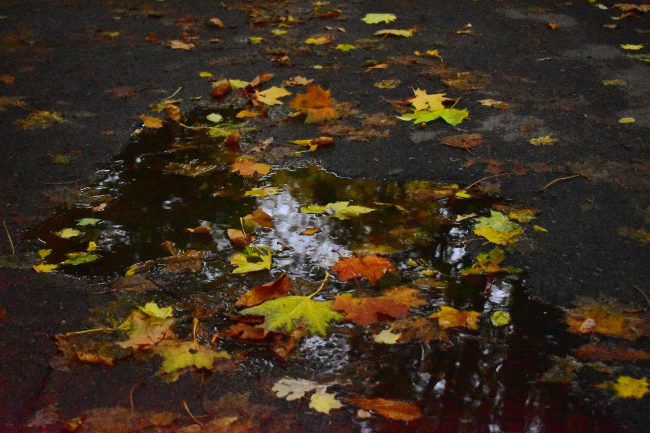 листья лужа