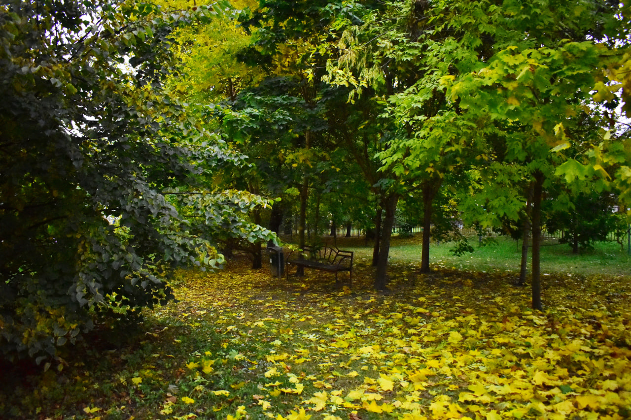 осень деревья Осмоловка