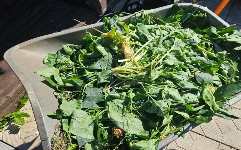 Уборка огорода