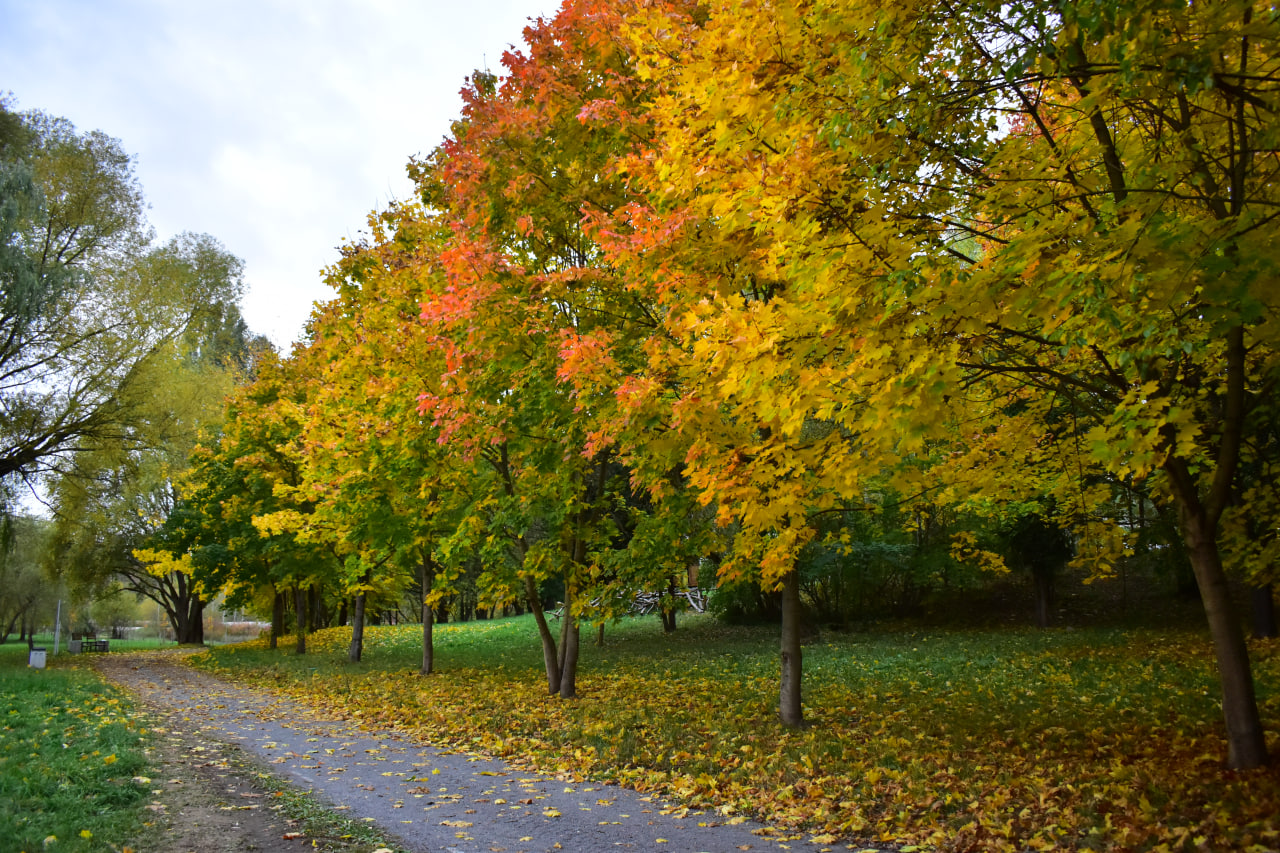 осень деревья