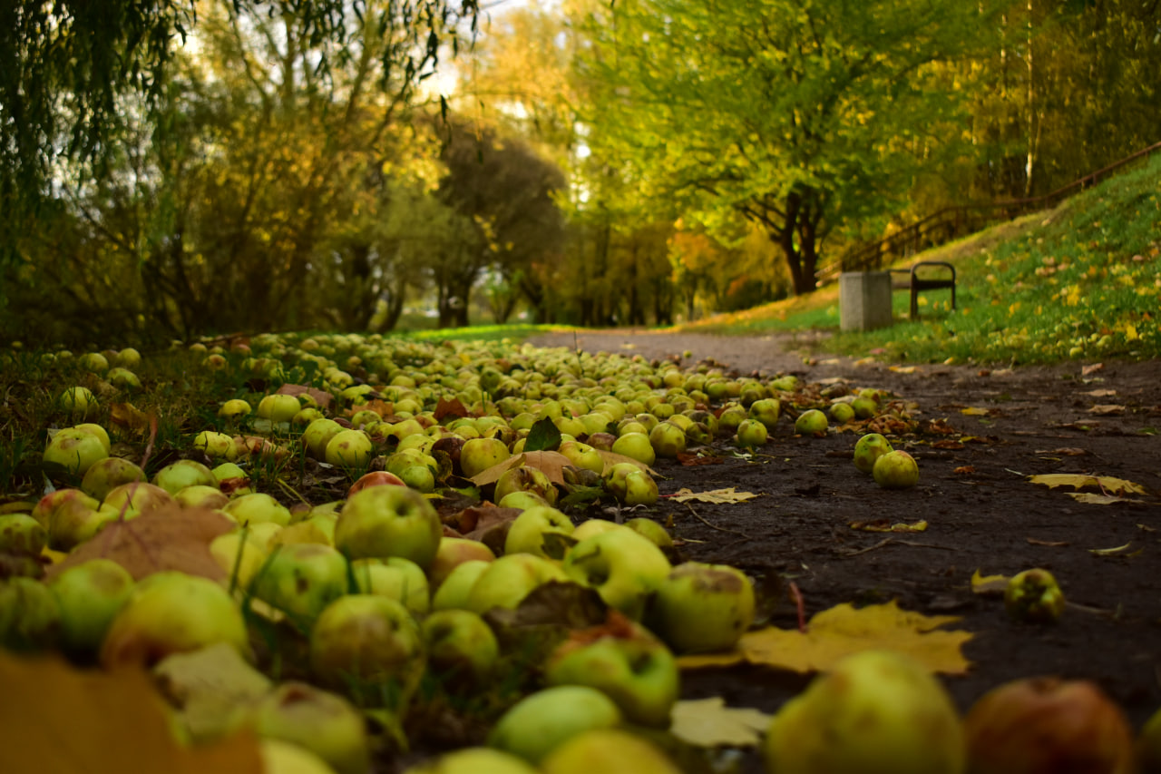 яблоки