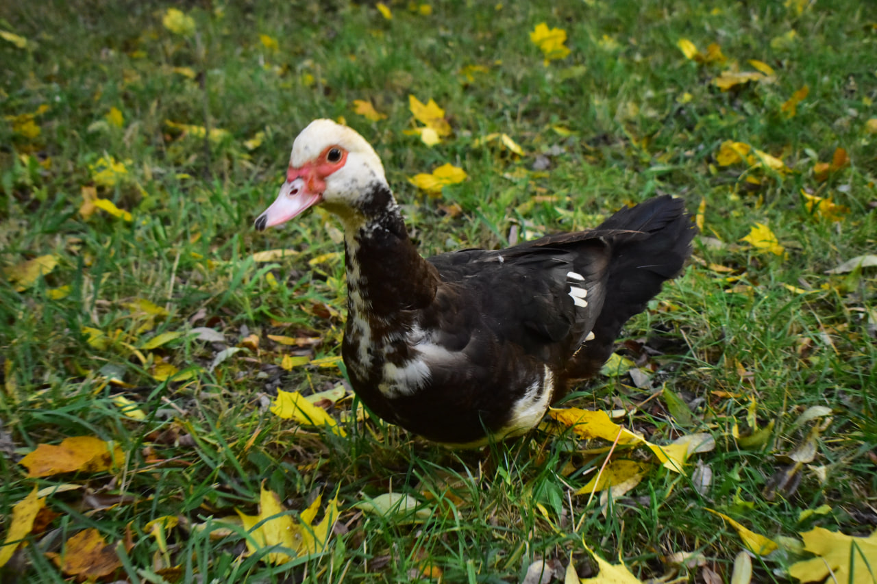 индоутка Курасовщина