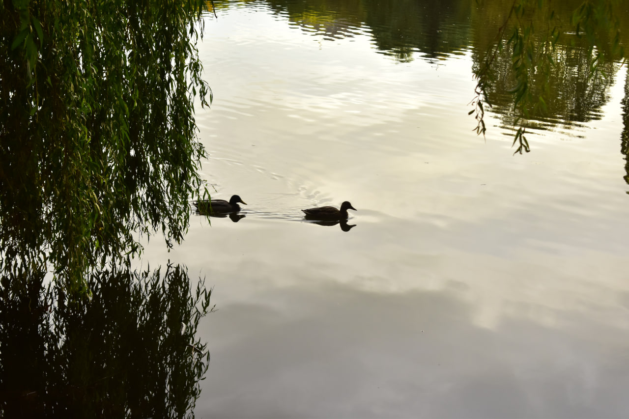 утки кряквы