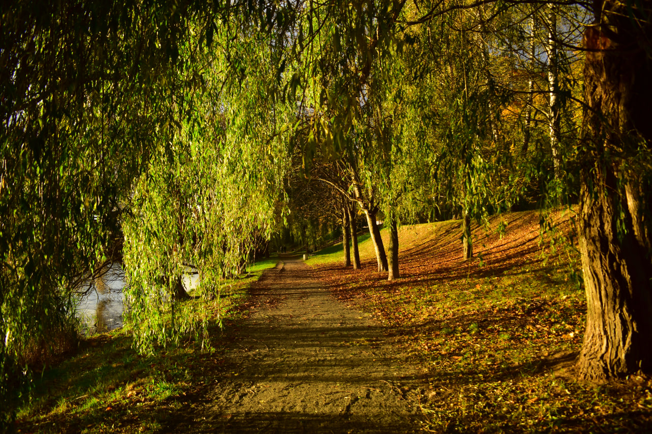 Курасовщина осень дорожка