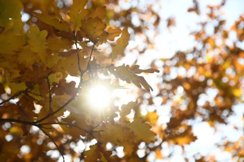 Осеннее дерево и солнце