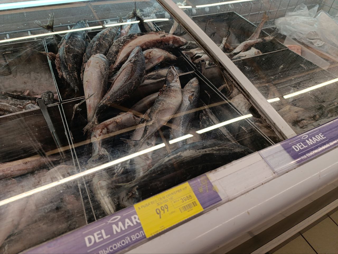 рыба скумбрия