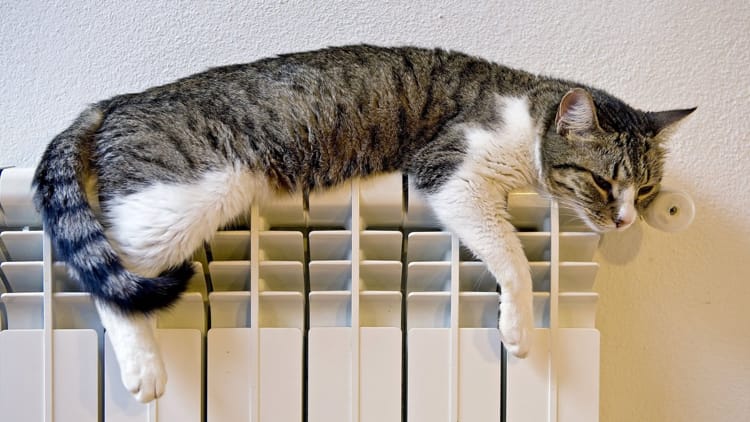 Кот греется на батарее