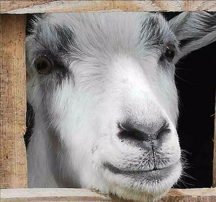 Праздник козла на агроусадьбе