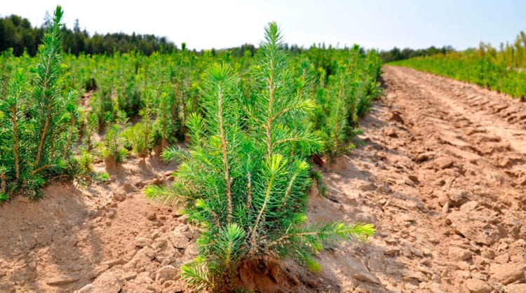 Акция "Дай лесу новае жыцце" в Витебской области 2025