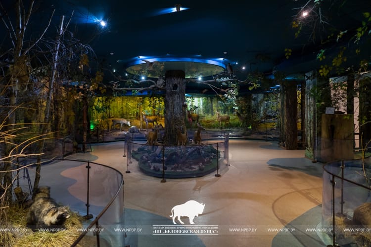 Музей природы в Беловежской пуще