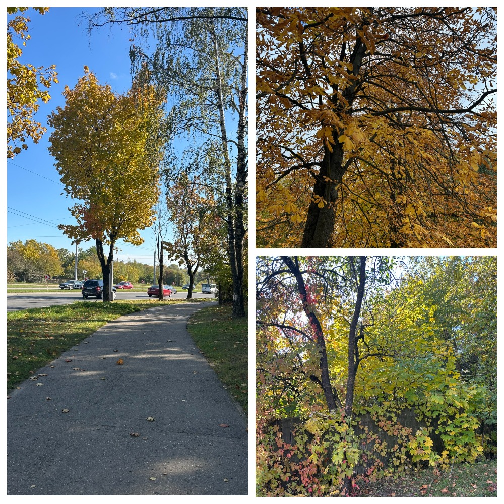 уборка листьев в Гродно 