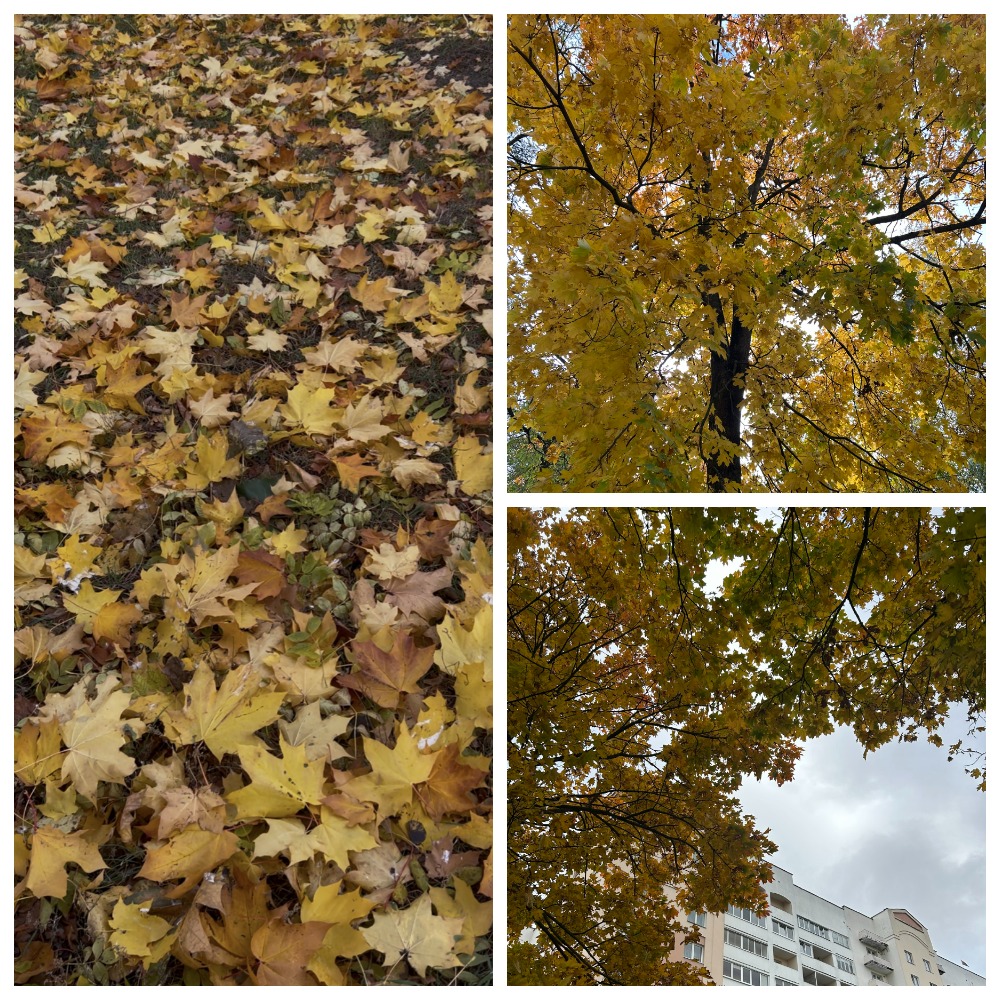 уборка листьев в Гродно 