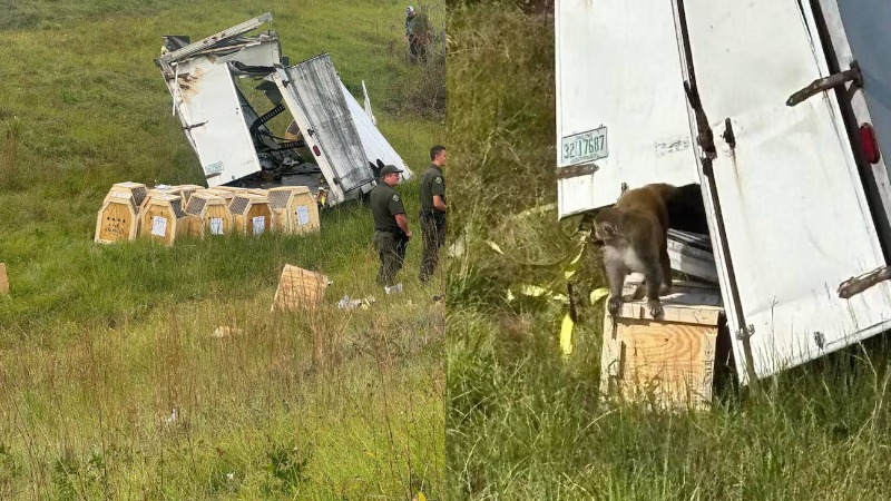 ДТП с обезьянами