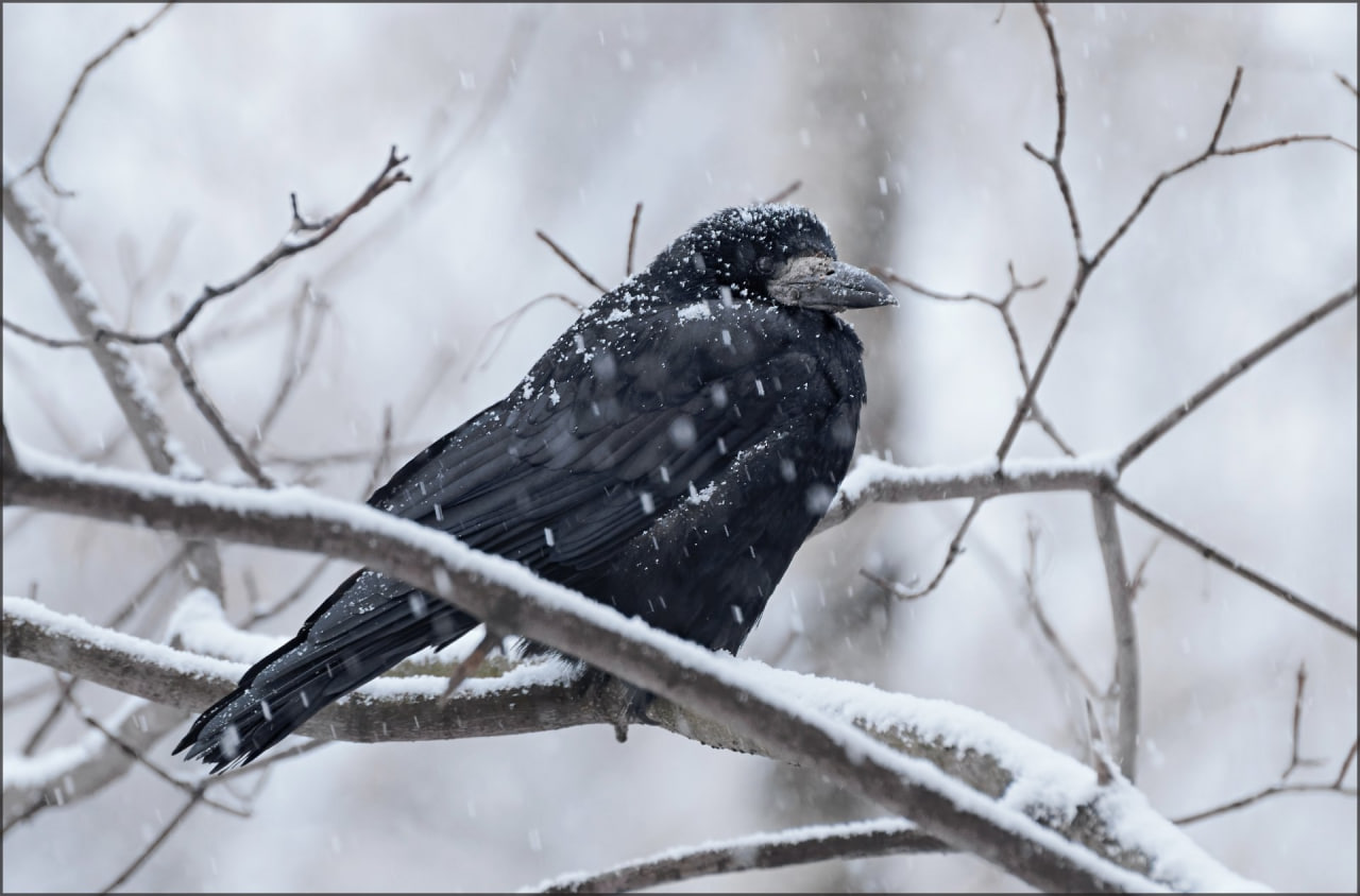 грач зима