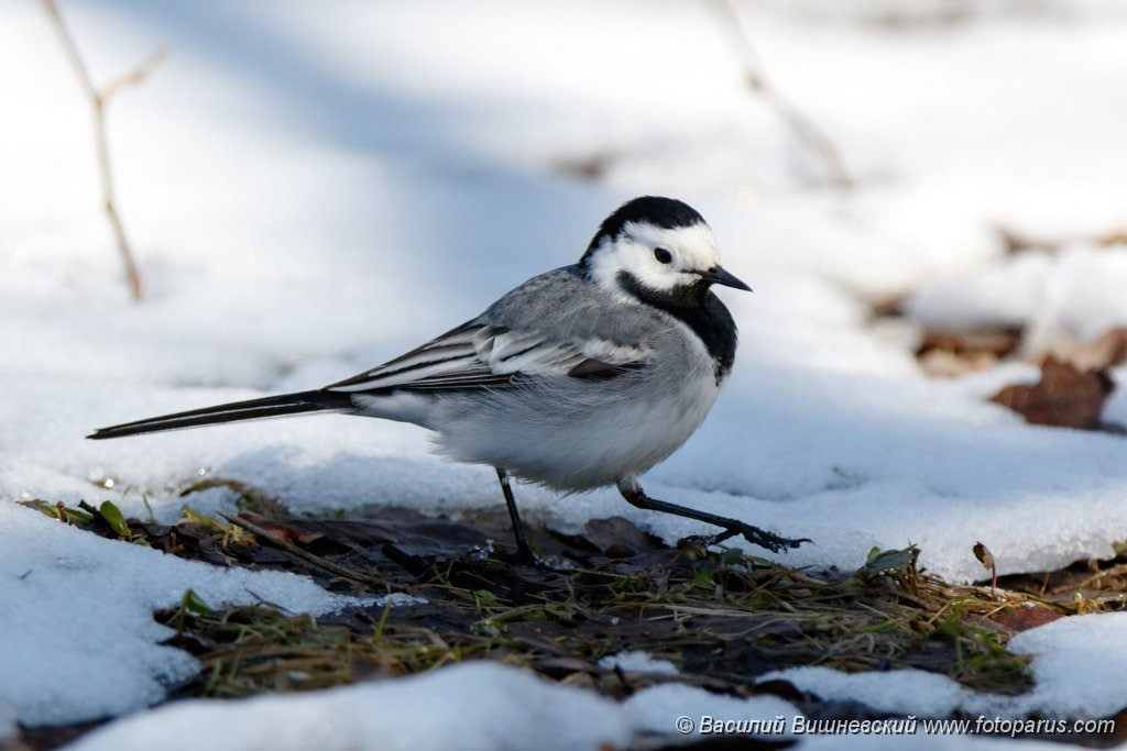трясогузка зима