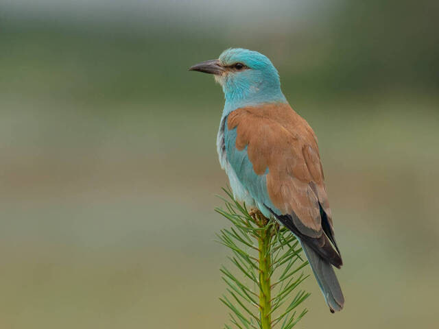 сизоворонка