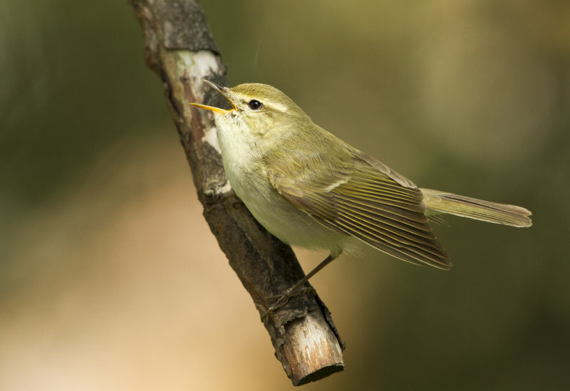 зеленая пеночка