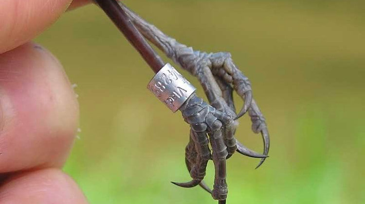 кольцевание