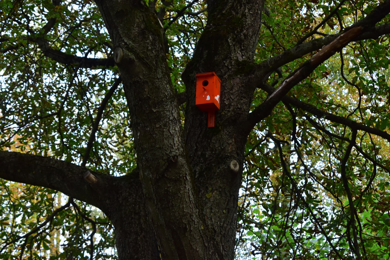 скворечник