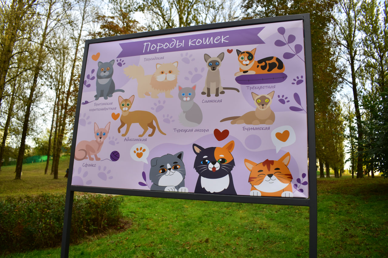 стенд породы котов