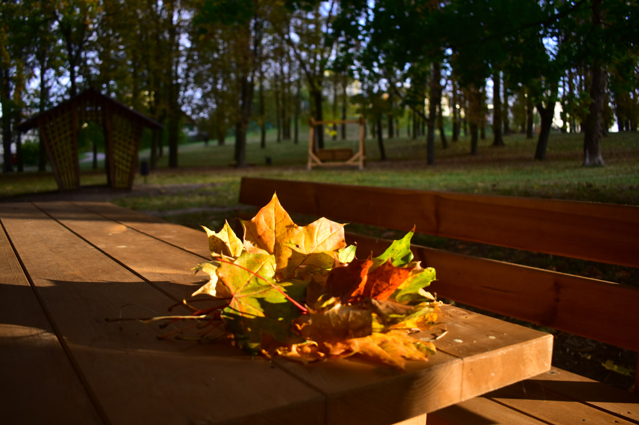 осень листья сквер