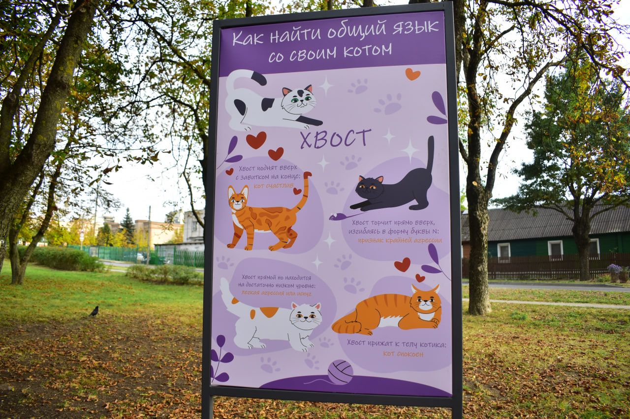 коты поведение стенд