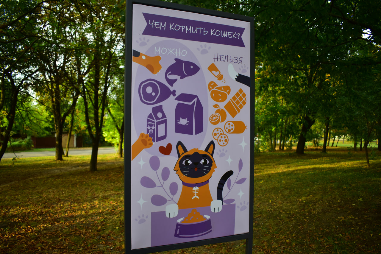 еда для котов