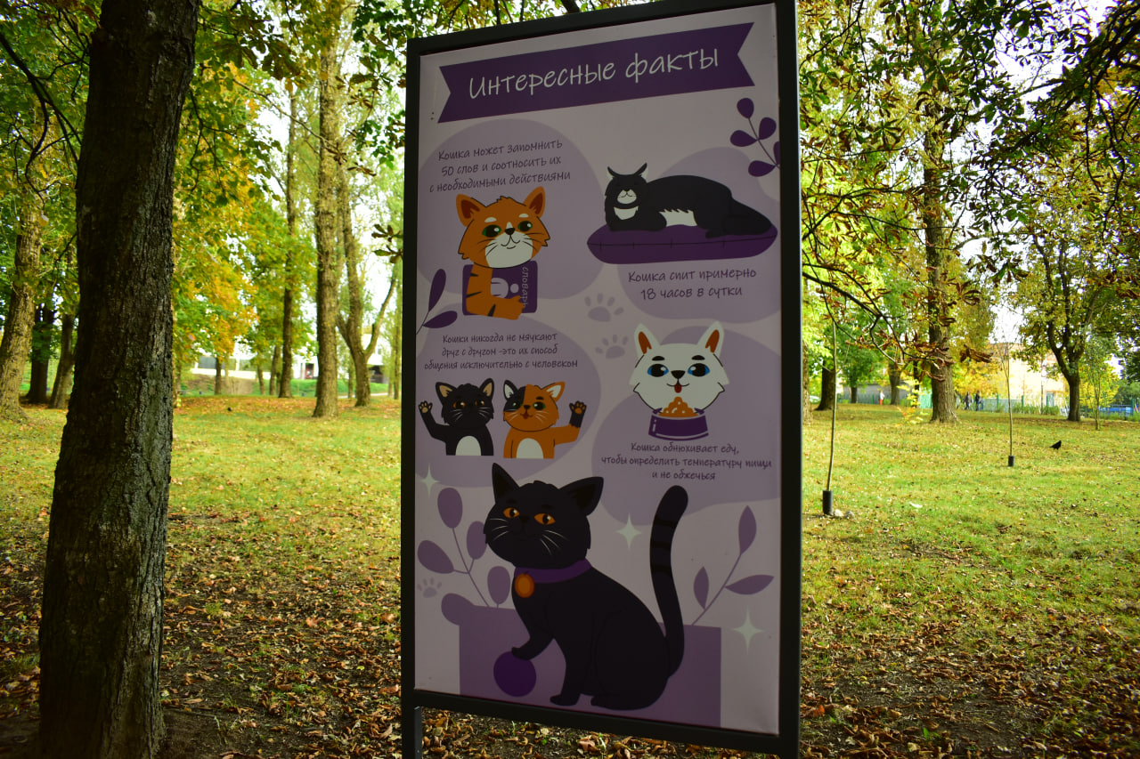 кошки информация