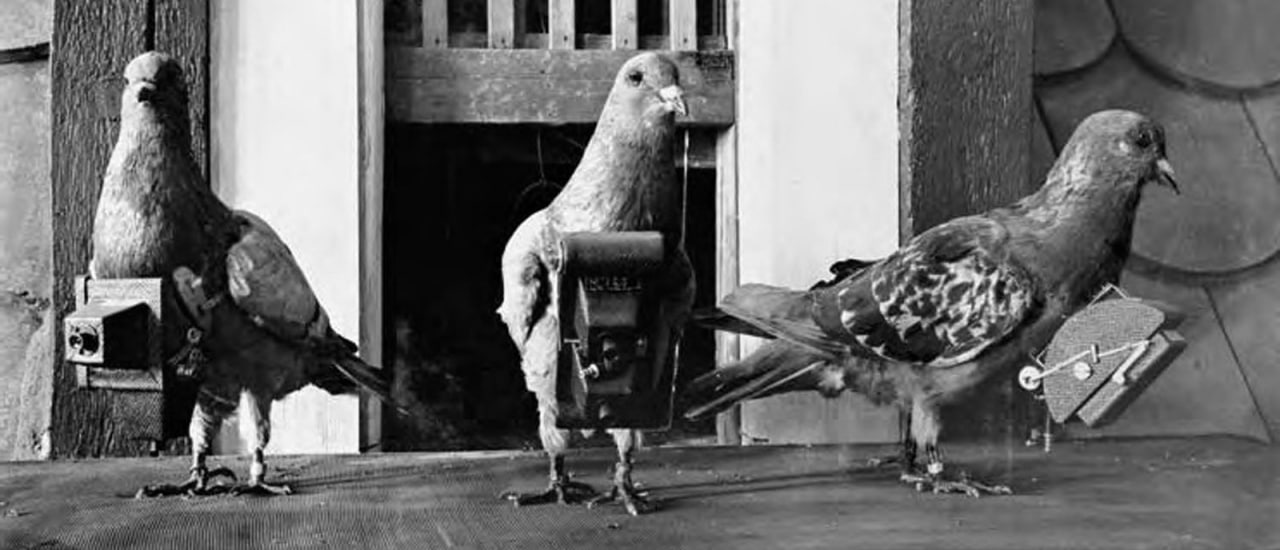 голубиная почта