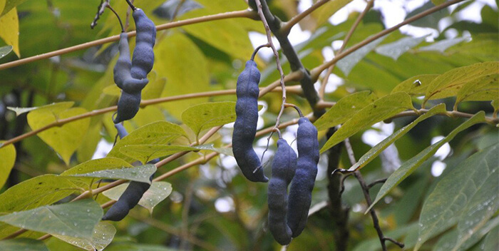 Листья и плоды фрукта пальцев мертвеца 