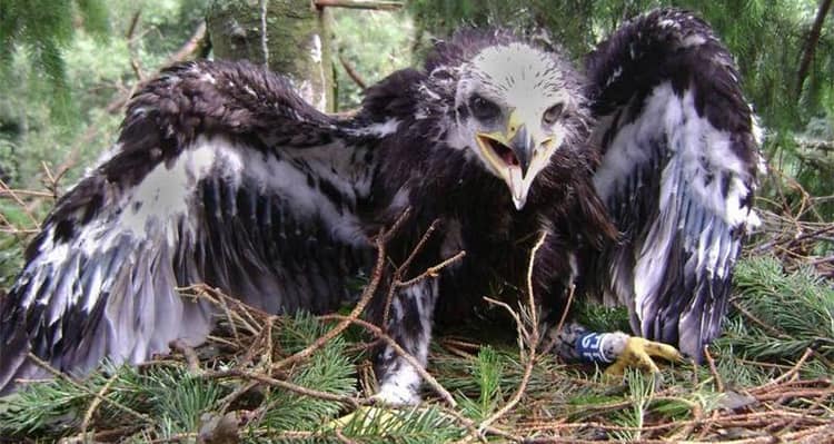 Орлан-белохвост