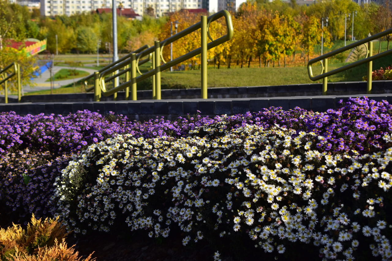 осенние цветы