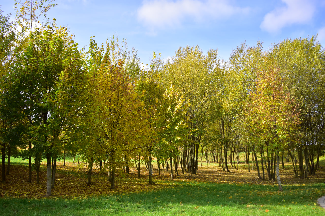 Осенний парк 