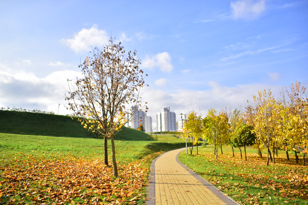 осенние листья парк