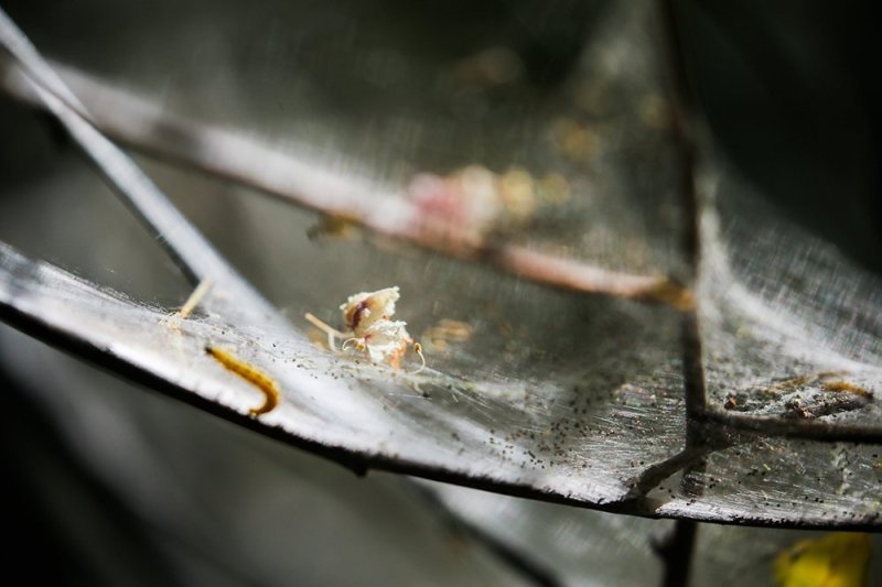 паутина белой бабочки