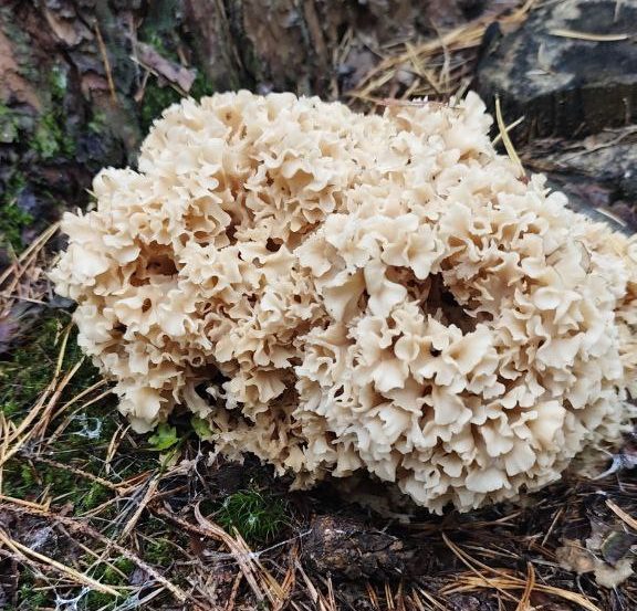 грибная капуста