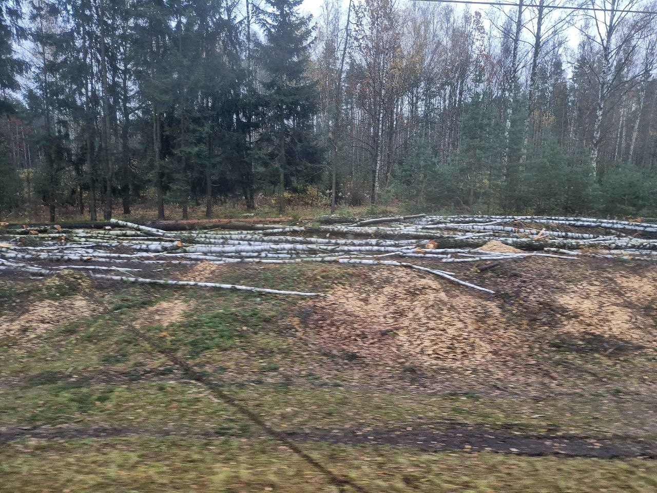 Вырубка леса для строительства 