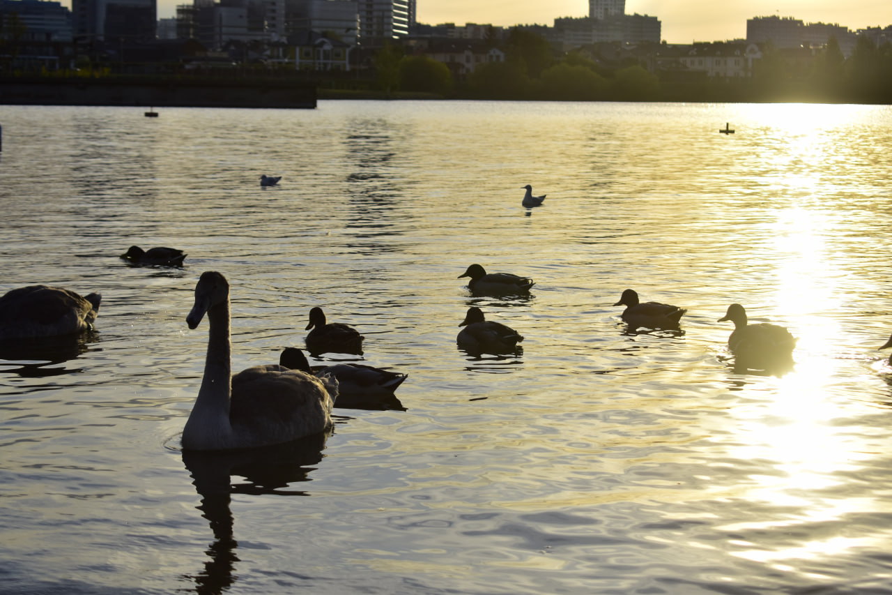 утки лебеди закат