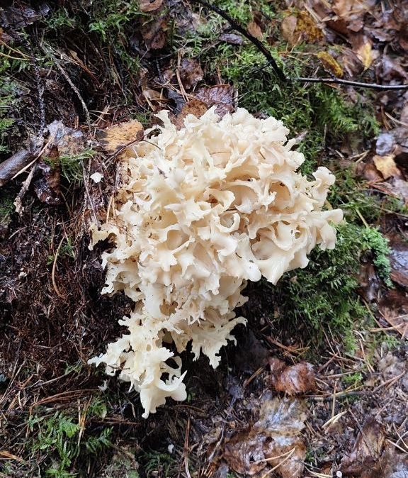 Спарассис курчавый