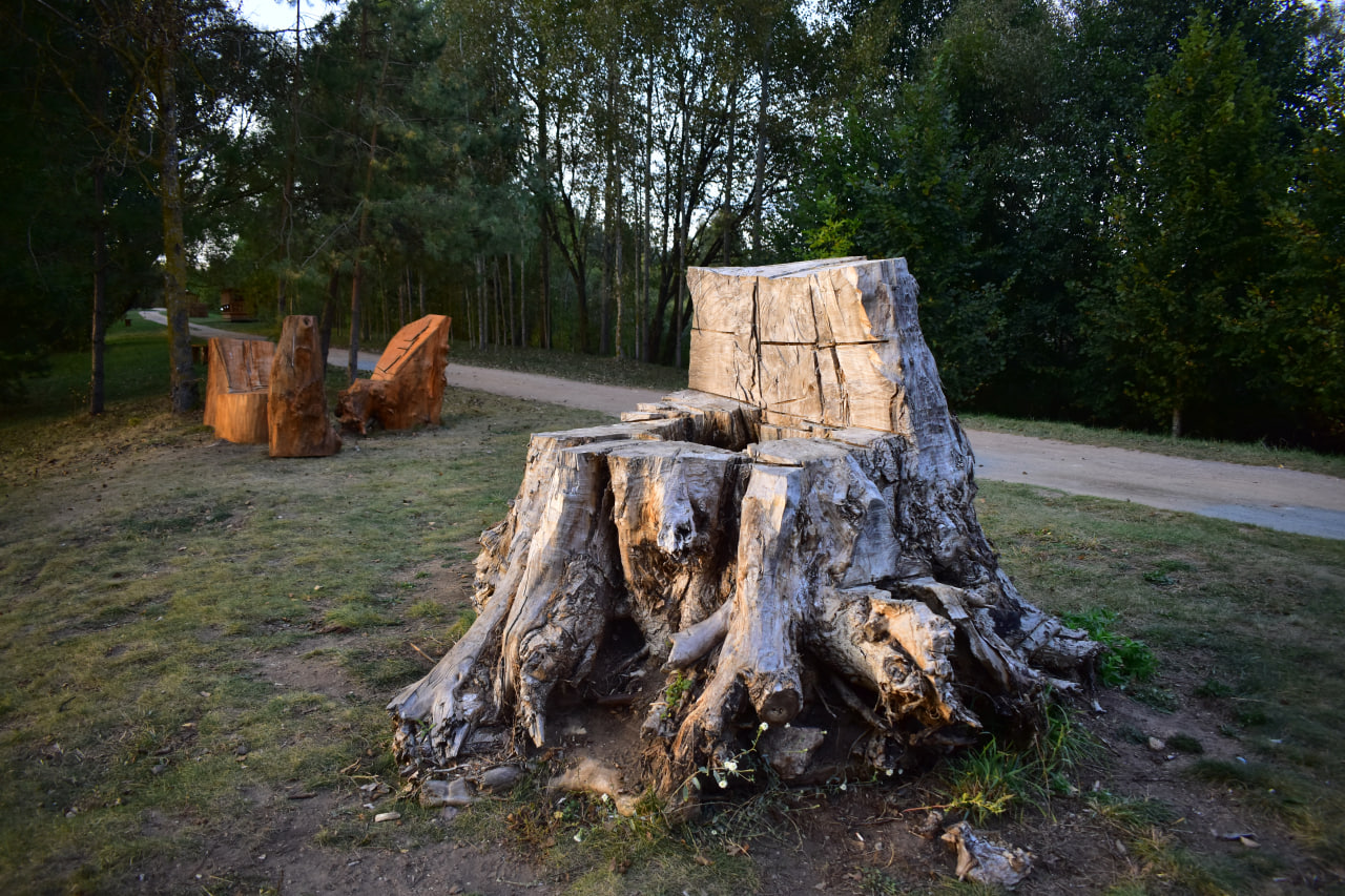 Дрозды пень