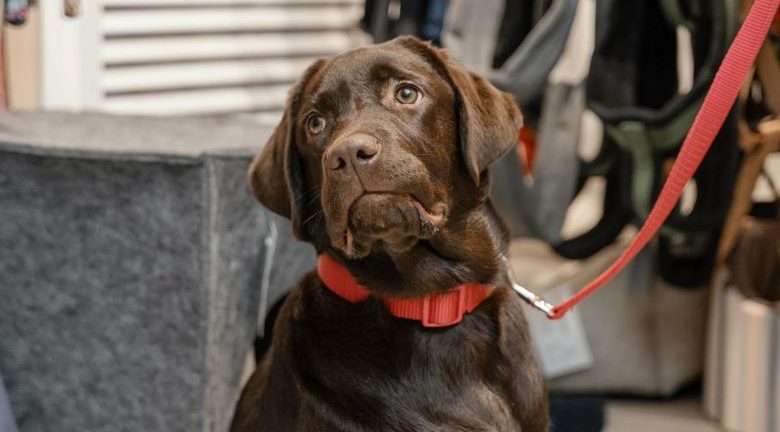 собака на поводке перед магазином