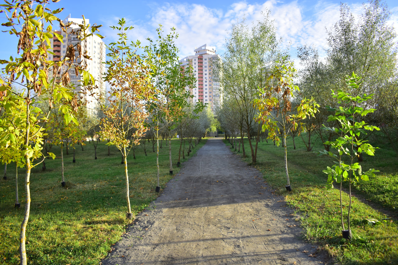 аллея молодые деревья