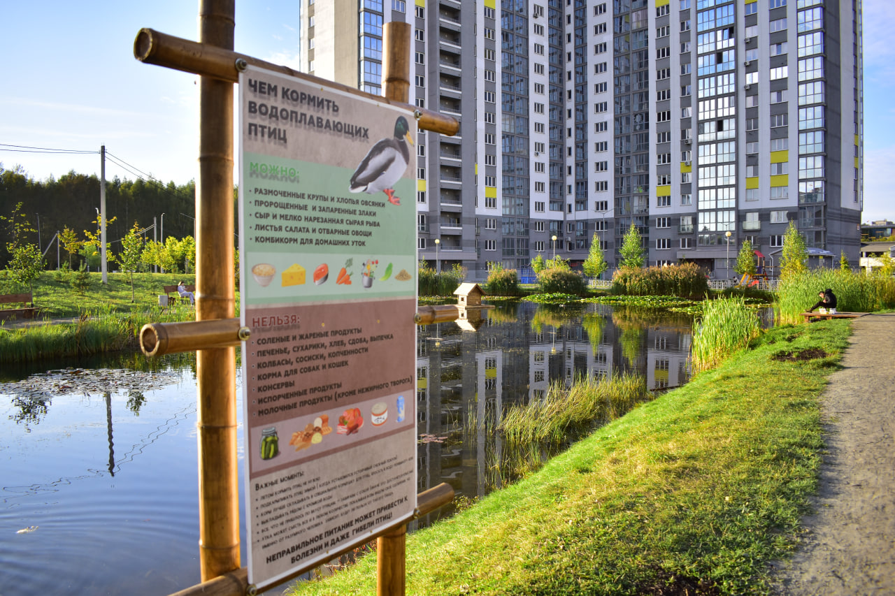 чем кормить уток