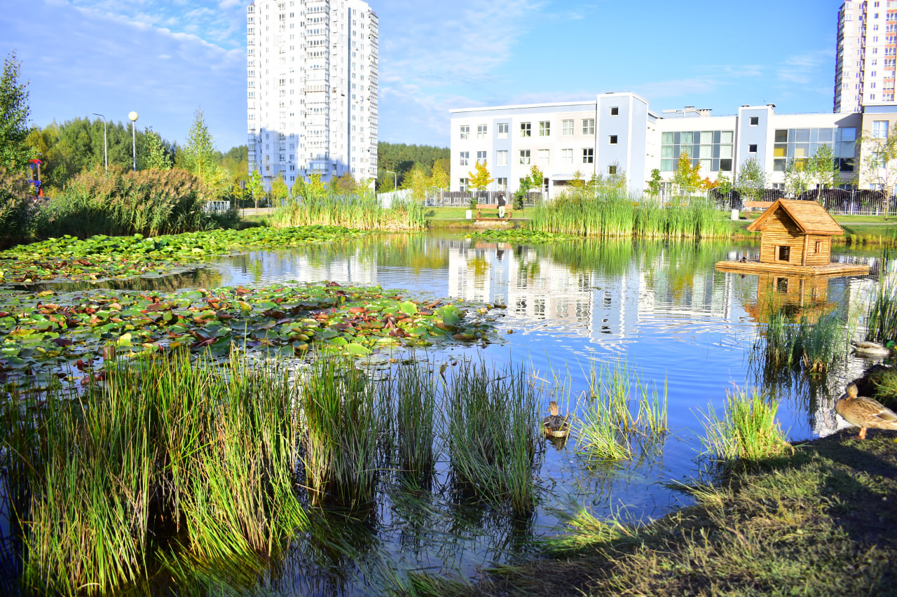 пруд растения