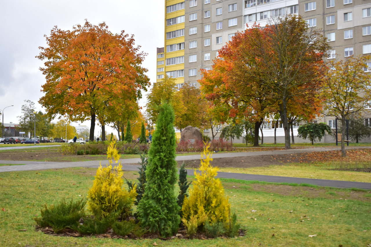 туи озеленение